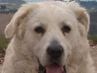 abruzzo shepherd dog
